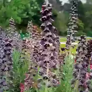 Persica
